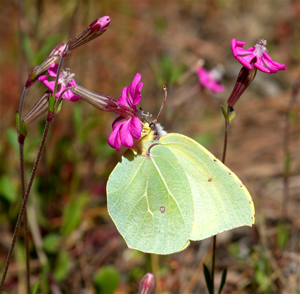 Cleopatra Butterfly (Gonepteryx cleopatra)