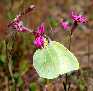 Cleopatra Butterfly (Gonepteryx cleopatra) photo