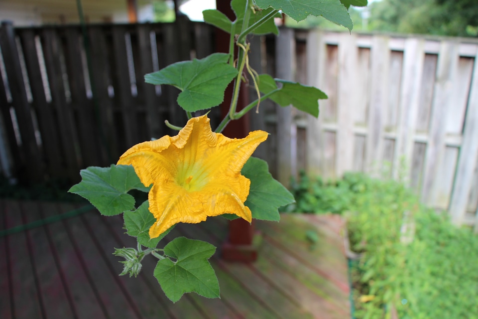 Pumpkin flower in the backyard