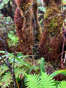 Spider web at Mt. Ka'ala photo