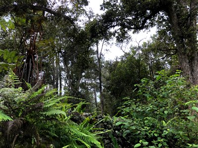 Kona Mesic Forest