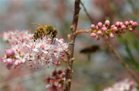 Honey Bee (Apis mellifera) on Salt Cedar Blossom (Tamarix sp.) photo
