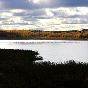 Valtava hanhiparvi Siikalahden pinnalla