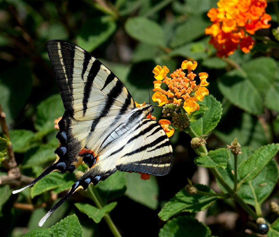 Scarce Swallowtail (Iphiclides podalirius)