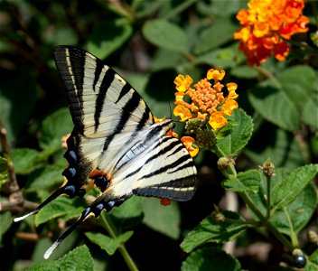 Scarce Swallowtail (Iphiclides podalirius) photo