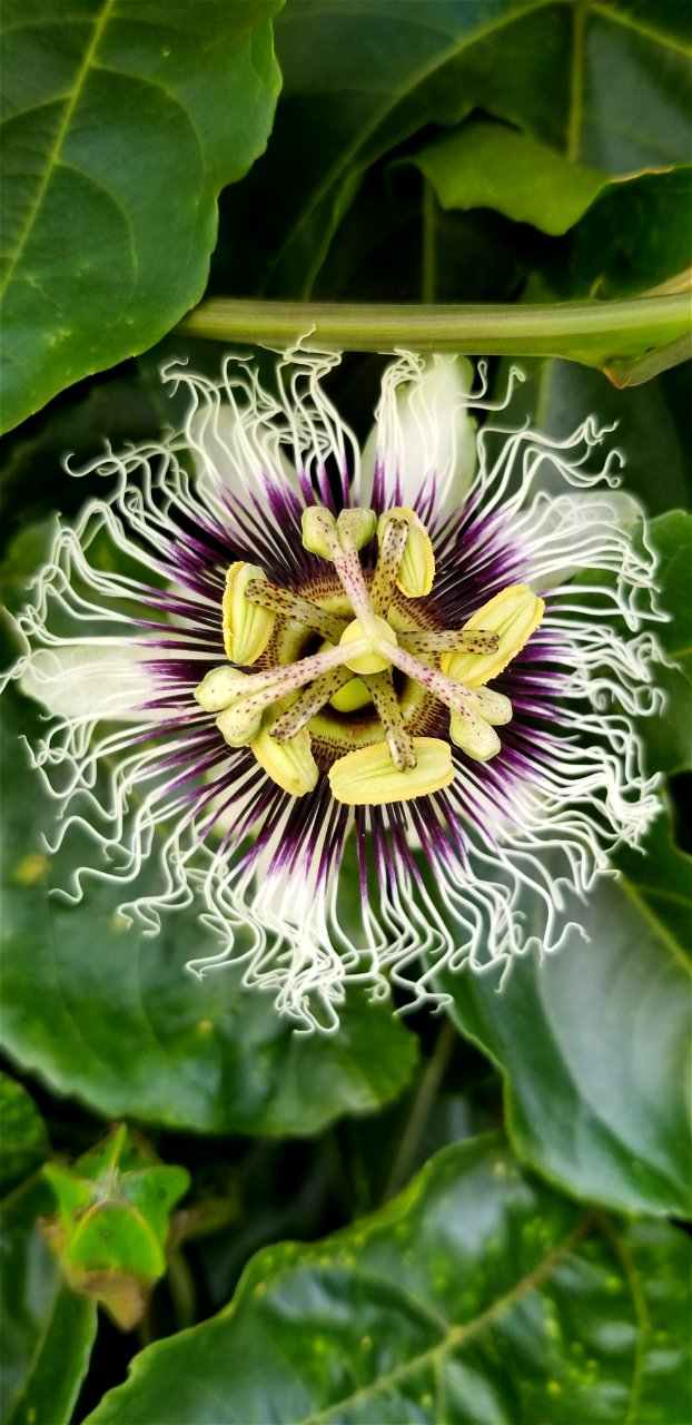 Lilikoi Flower