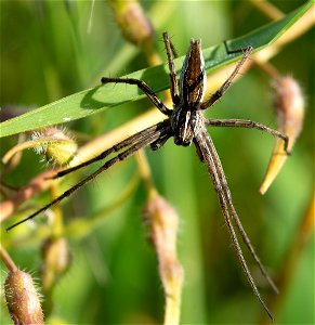 European Nursery Web Spider (Pisaura mirabilis) photo