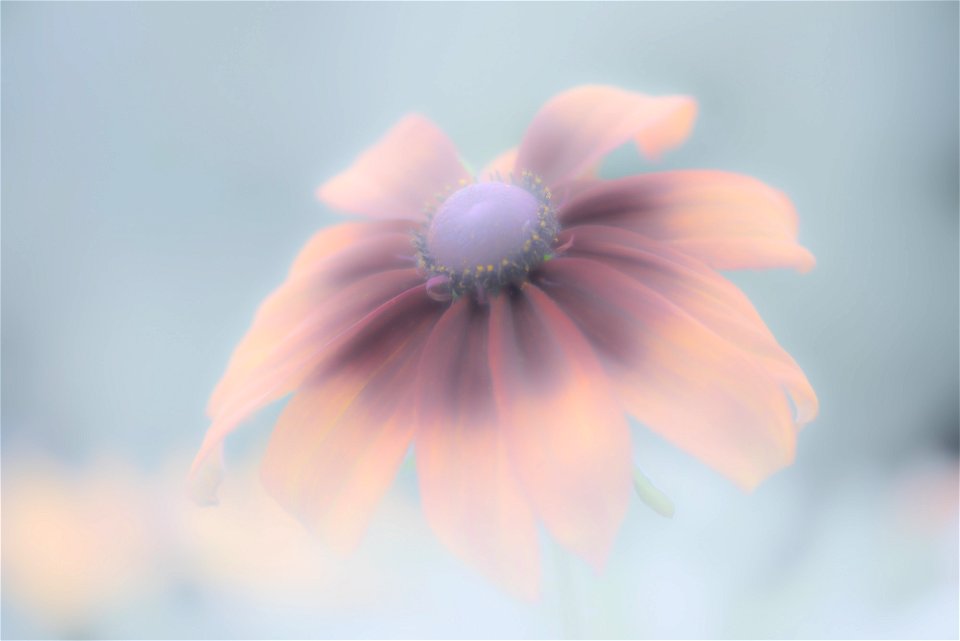 Stanley Park Flower edits from Vancouver Canada