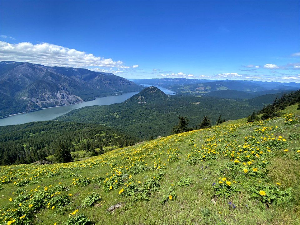 Dog Mountain in WA