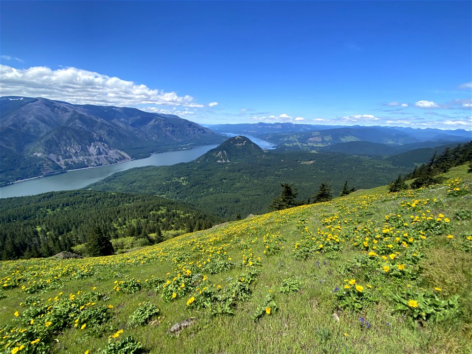 Dog Mountain in WA photo