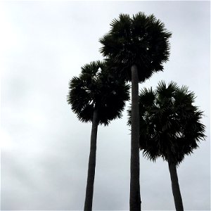 Cambodia