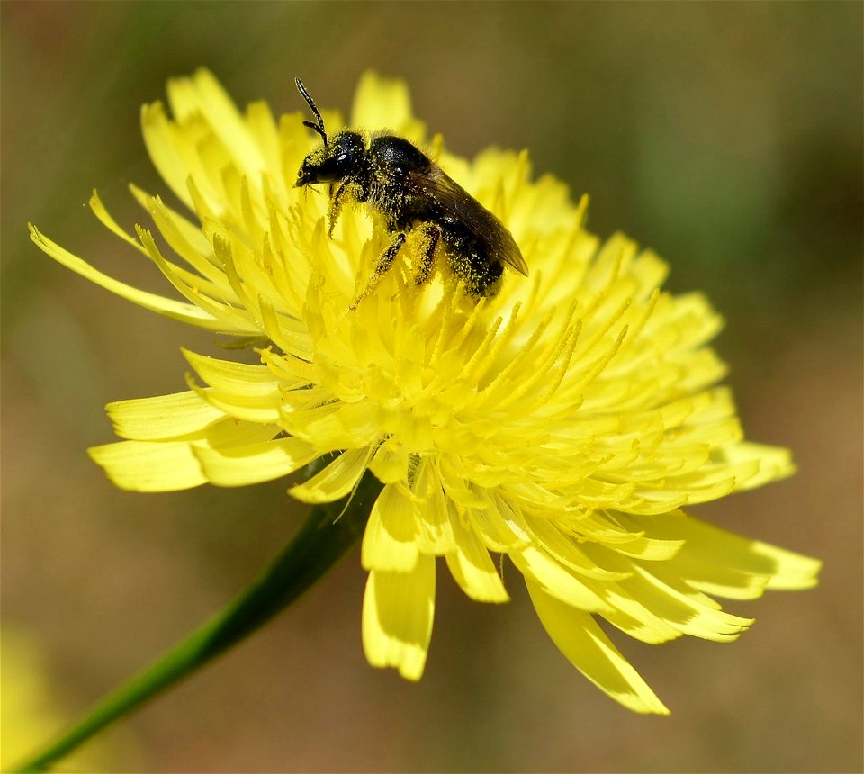 Sweat Bee (Lasioglossum sp.)