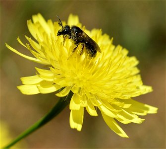Sweat Bee (Lasioglossum sp.)