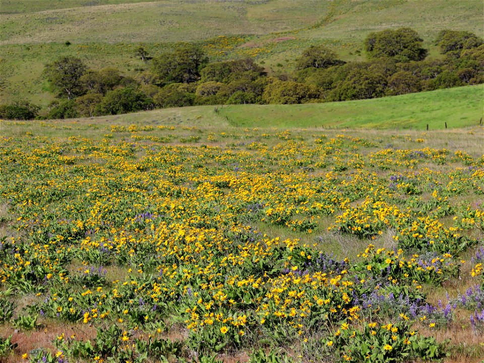 Dalles Mountain Ranch in WA