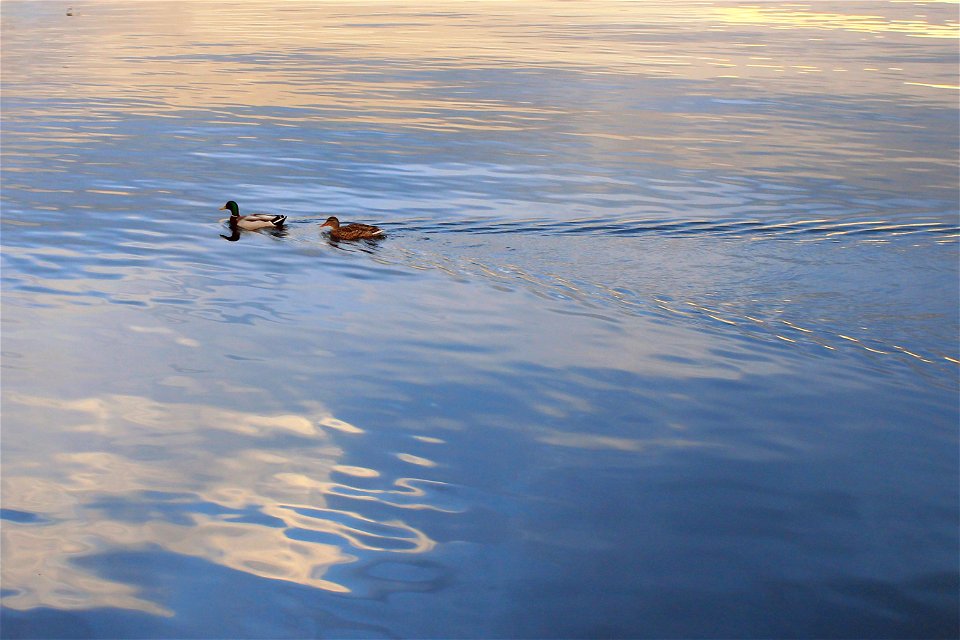 Swimming
