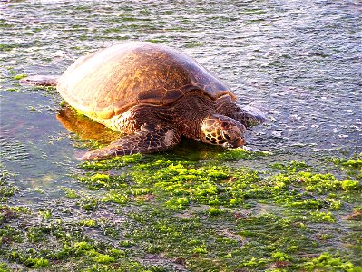 Turtle in seaweed photo
