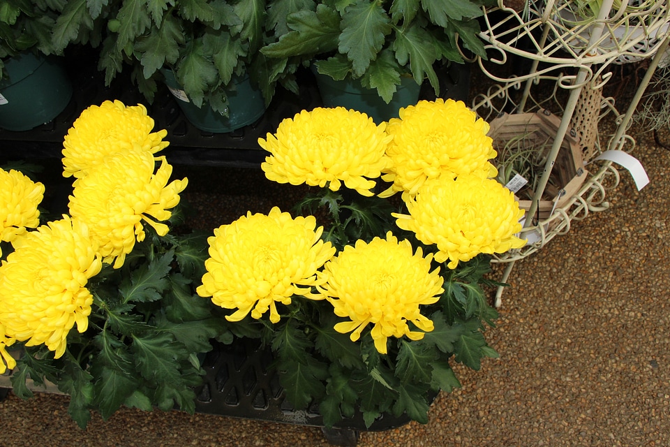 Yellow chrysanthemum flowers