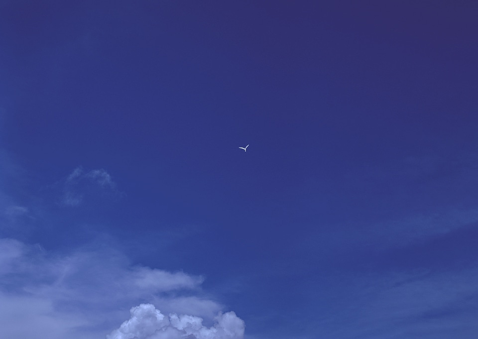 White sea gull flying in the blue sunny sky