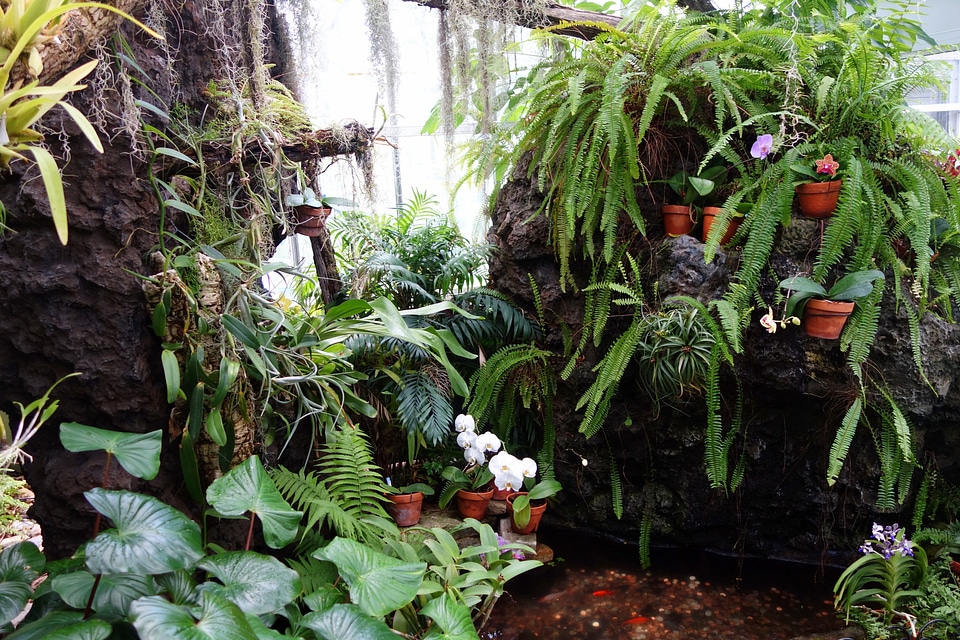 Orchid plant nursery