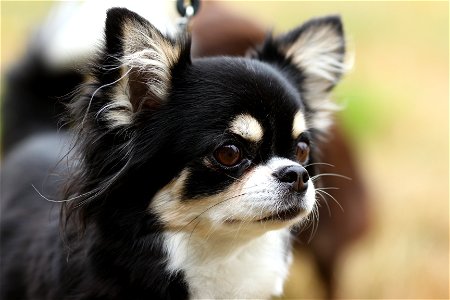 Chihuahuas photo