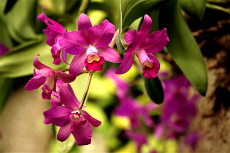 Porcia Orchid at the Lincoln Park Conservatory