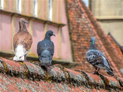 Drei Tauben auf dem Dach.