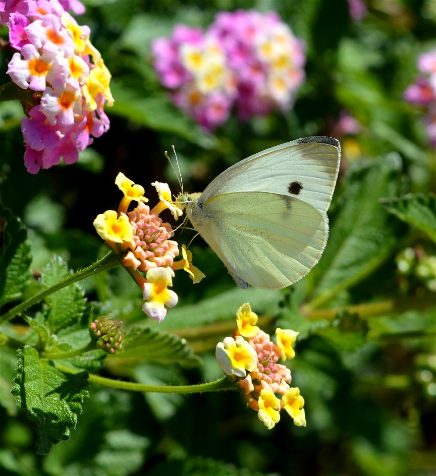 Cabbage White (Pieris rapae)