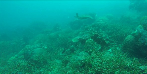 Green Sea Turtle near Coral Island, Malaysia
