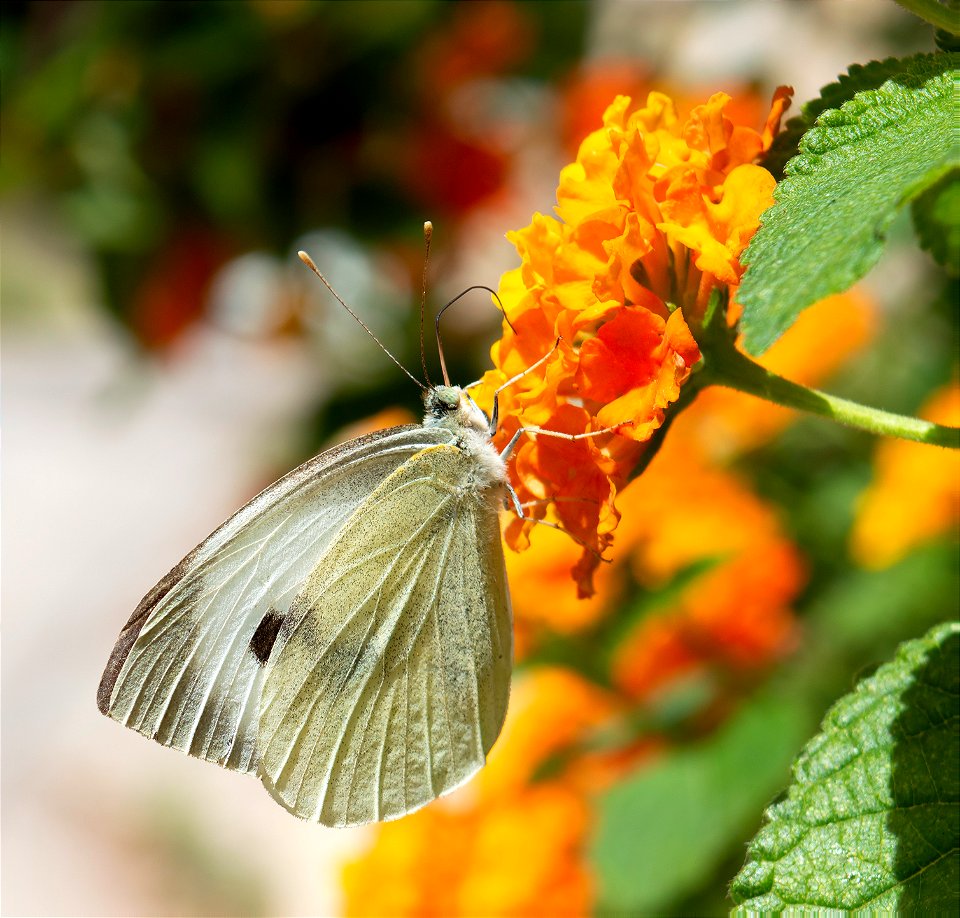 Large White (Pieris brassicae)