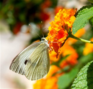 Large White (Pieris brassicae)
