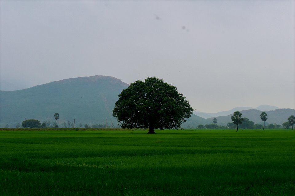 Peepal Tree near Maher Pahad Tankuppa