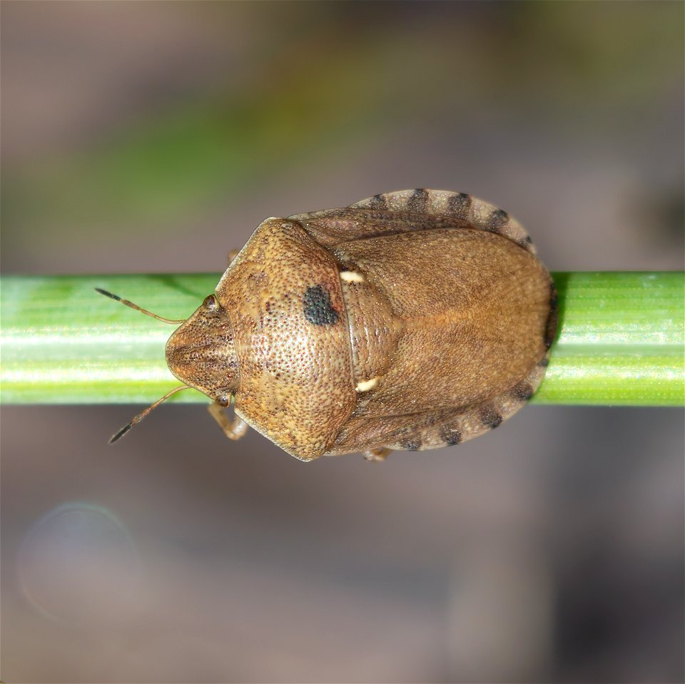 European Tortoise Bug