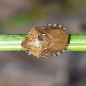 European Tortoise Bug photo
