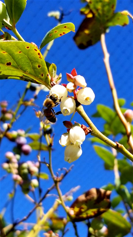 Blueberry photo