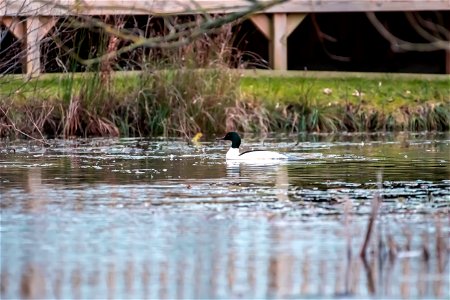 male goosander