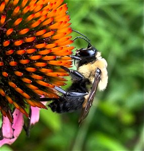Purple Coneflower with Bumblebee