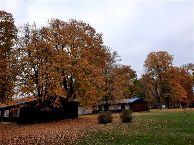 Autumn in Campus of University of Banja Luka, BiH (4)
