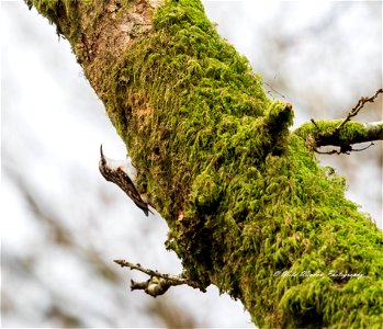 Tree creeper
