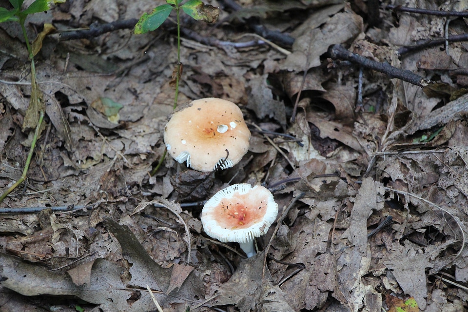 Forest mushroom in the grass