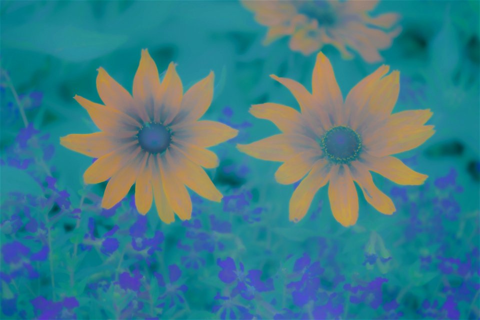Stanley Park Flower edits from Vancouver Canada