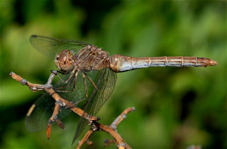 Southern Darter (Sympetrum meridionale) photo