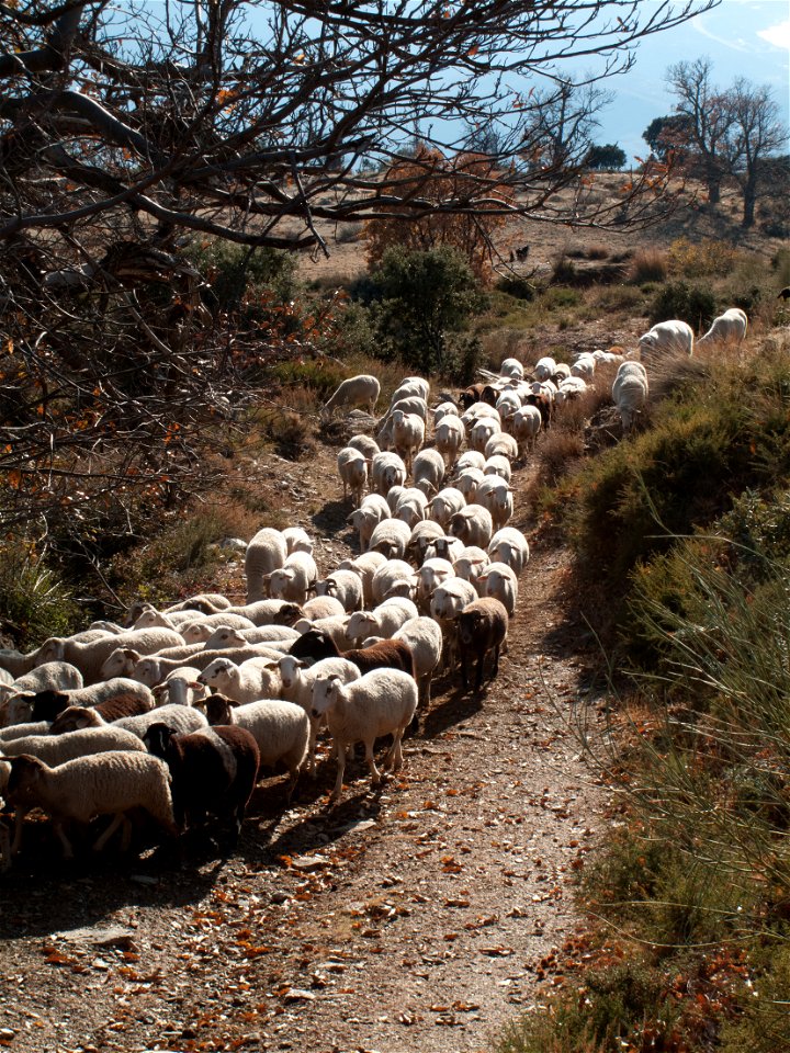 20091214_CanarSheep_0003.jpg