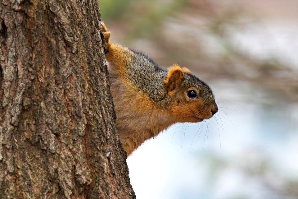 Peeking from behind the tree