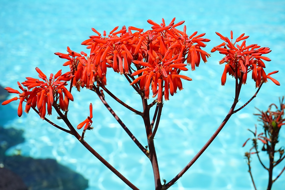 Inflorescence aloe asphodelus under glass