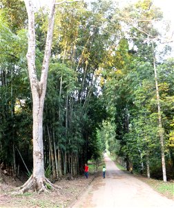 Jardin du père Gillet à Kisantu photo