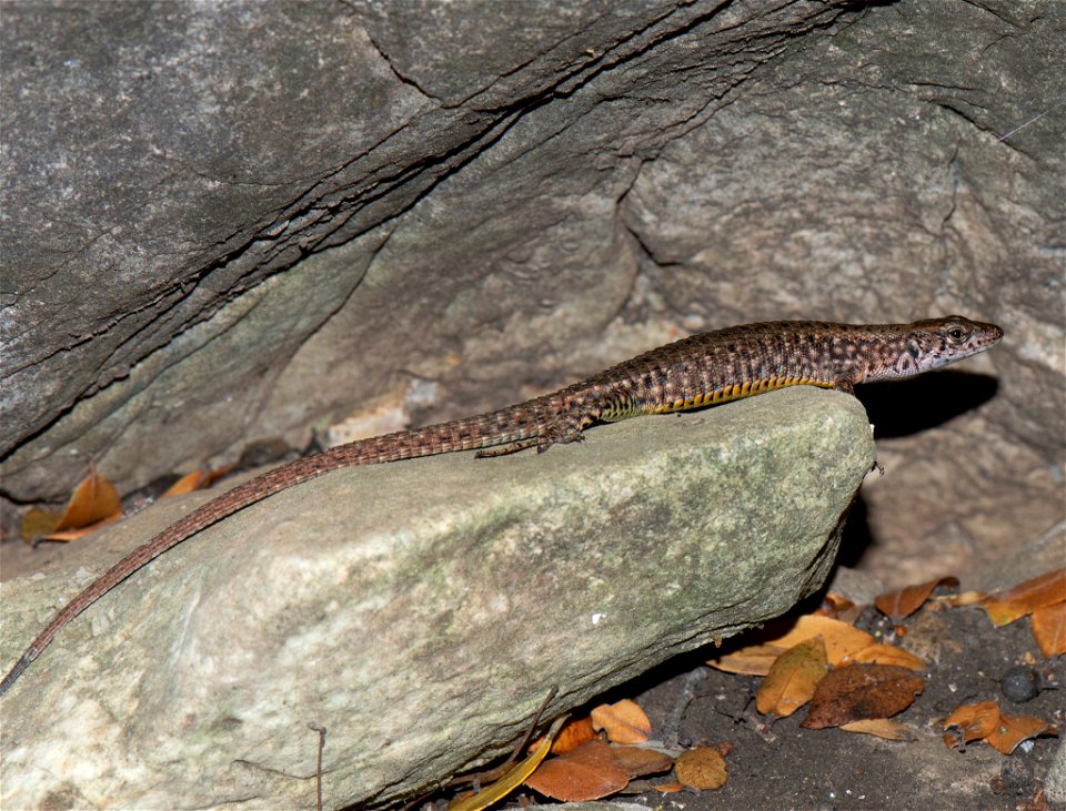 Blue-throated Keeled Lizard