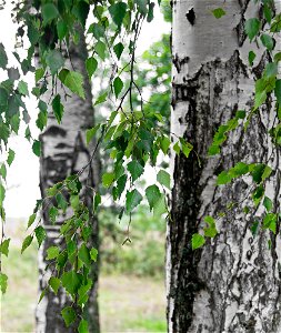 Березы (Birch trees) photo