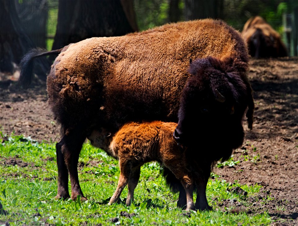 Newborn Bison