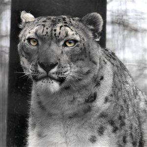 Taza, the snow leopard