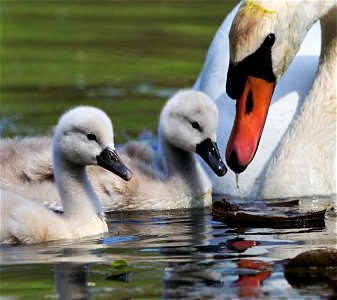 Beautiful swan family